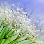 Dew-drops shining on dandelions