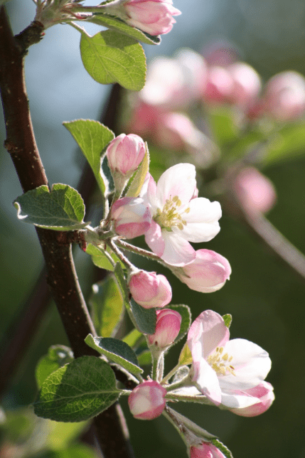 A branch of pink apple blossoms in the sunshine