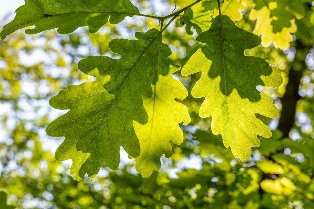 Sunshine filtering through green oak leaves