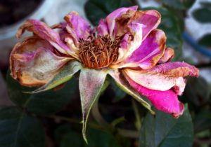 Withered and dried pink rose blossom