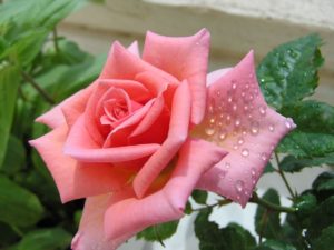 Coral coloured rose in bloom dappled with crystal drops of dew