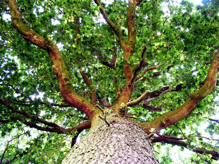 Looking up at the green leafy branches of a large oak tree