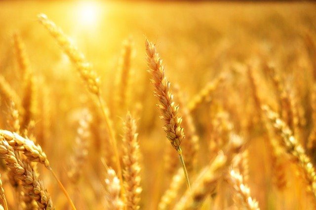 Golden wheat sheaves waving in the sunshine