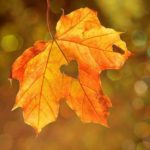 Autumn maple leaf with a heart-shaped middle