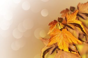 Golden coloured maple leaves in Autumn