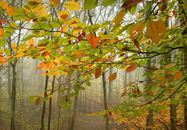 Rust and green shaded autumn leave on a foggy morning