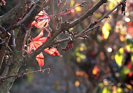 Bare tree with a couple of rust-coloured leaves clinging in a fall Autumn scene