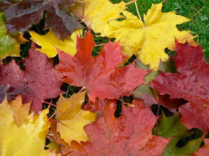 Rust, yellow and orange fallen leaves covered with dew drops