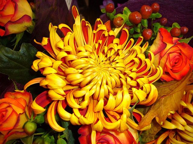 Brightly coloured yellow and orange chrysanthemum flower in full bloom