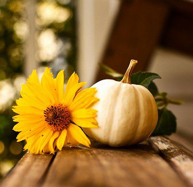 Yellow daisy nestled with a white pumpkin fall scene