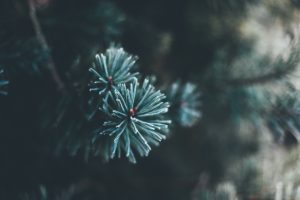 Dark and somber pine tree branch