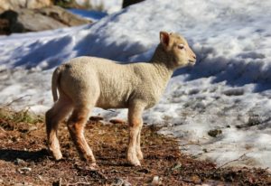 Baby lamb frolicking in the melting snow