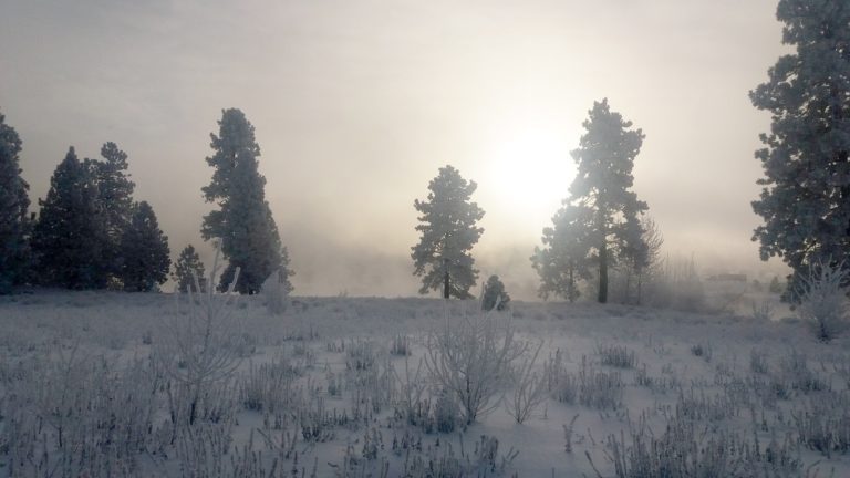 Foggy sunrise on a barren winter landscape of trees