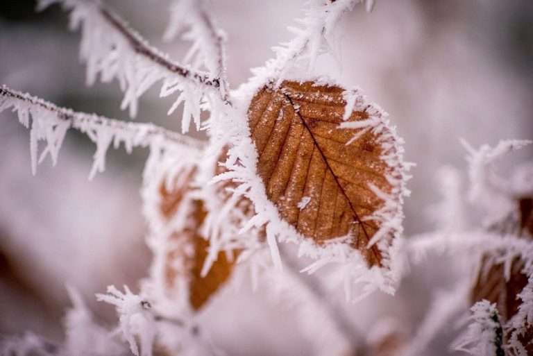 Browned branches and leaves covered with icy white frost