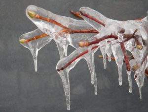 Ice-covered tree buds and branches