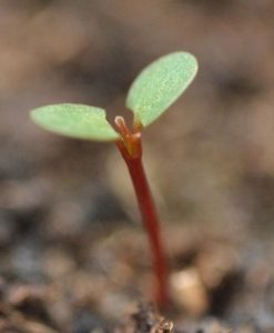 Small seedling sprout from the earth