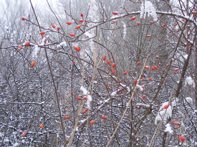 Snow-covered branches with bright red berries