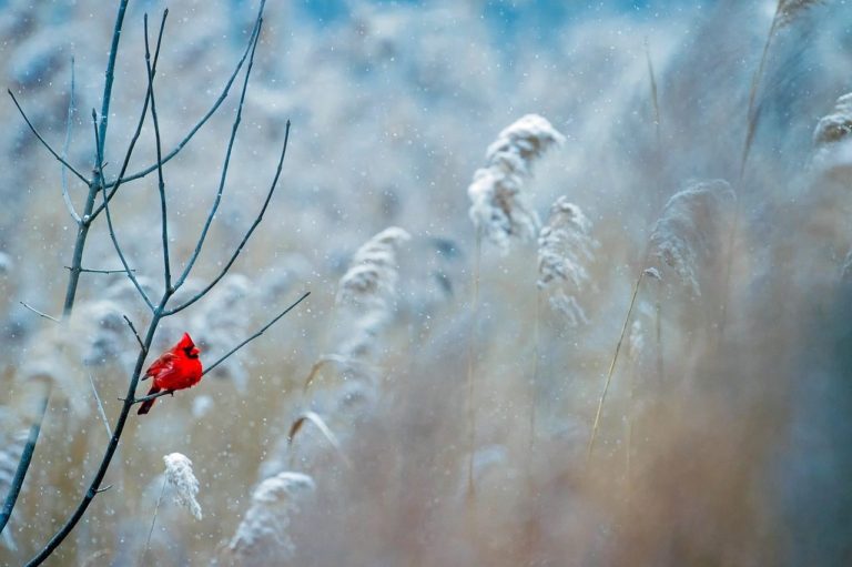 Bright red cardinal sitting on branch in a snow-covered background