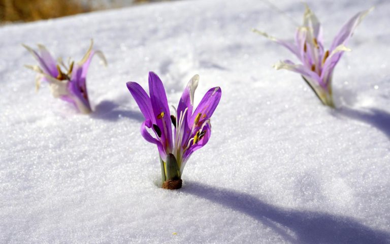 Violet crocuses pushing thru a covering of snow sparkling in the sunshine