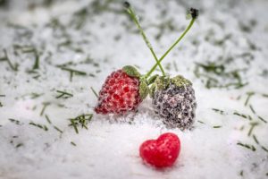 Frosted berries with a tiny red heart in the snow