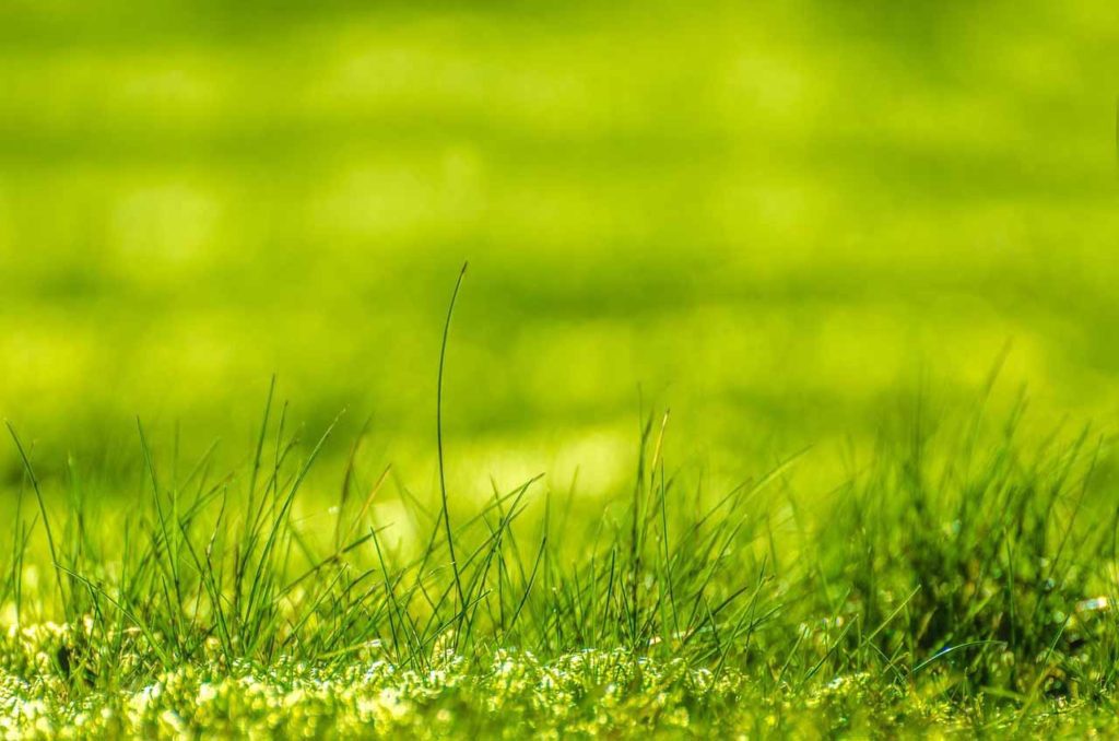 Shades of green grass growing in a sunny meadow