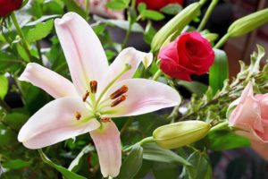 Red rose and white lily displayed against a green leafy background