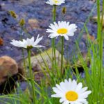 White daisies growing on the banks of a stream