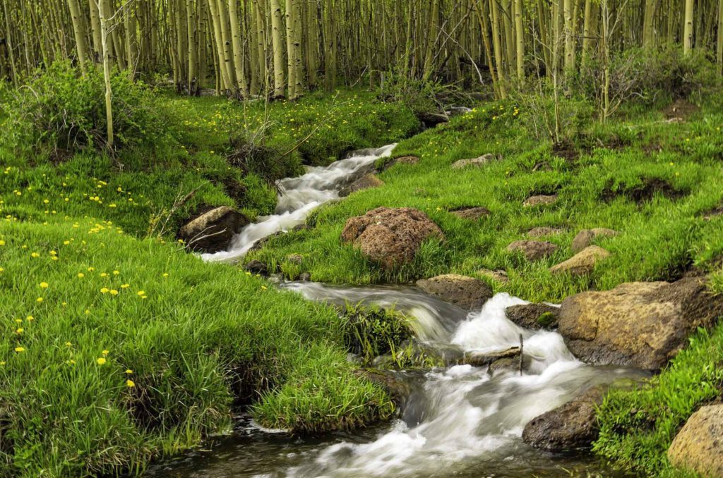 Stream running through a meadow of yellow wildflowers with green grassy banks