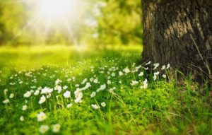 Sun shining on bright meadow flowers