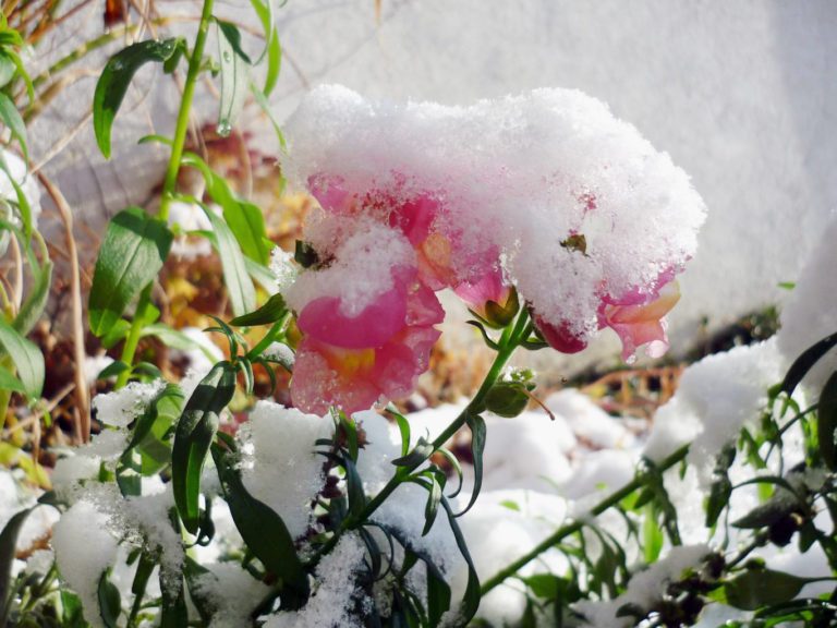 Pink blooms and green leaves rising out of a covering of snow