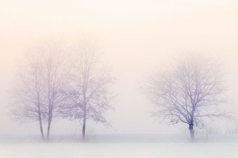 White winter landscape of barren trees in the foggy morning