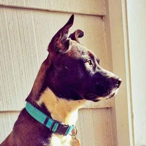 Portrait of Zeke - a labrador malmute mixed breed