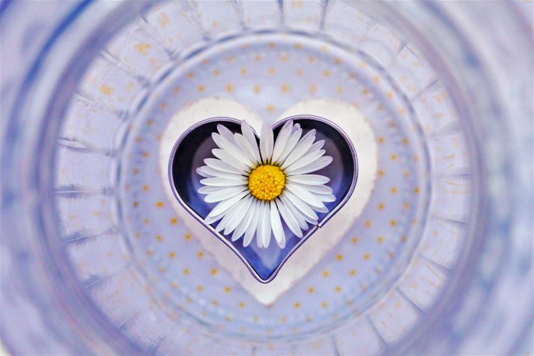 White daisy within a heart of pale lavender