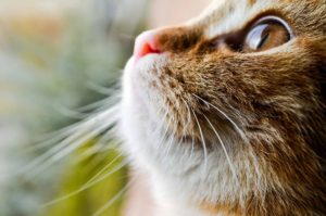 Ginger cat with a pensive gaze