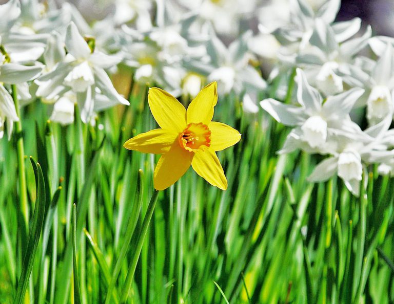 Yellow spring daffodil