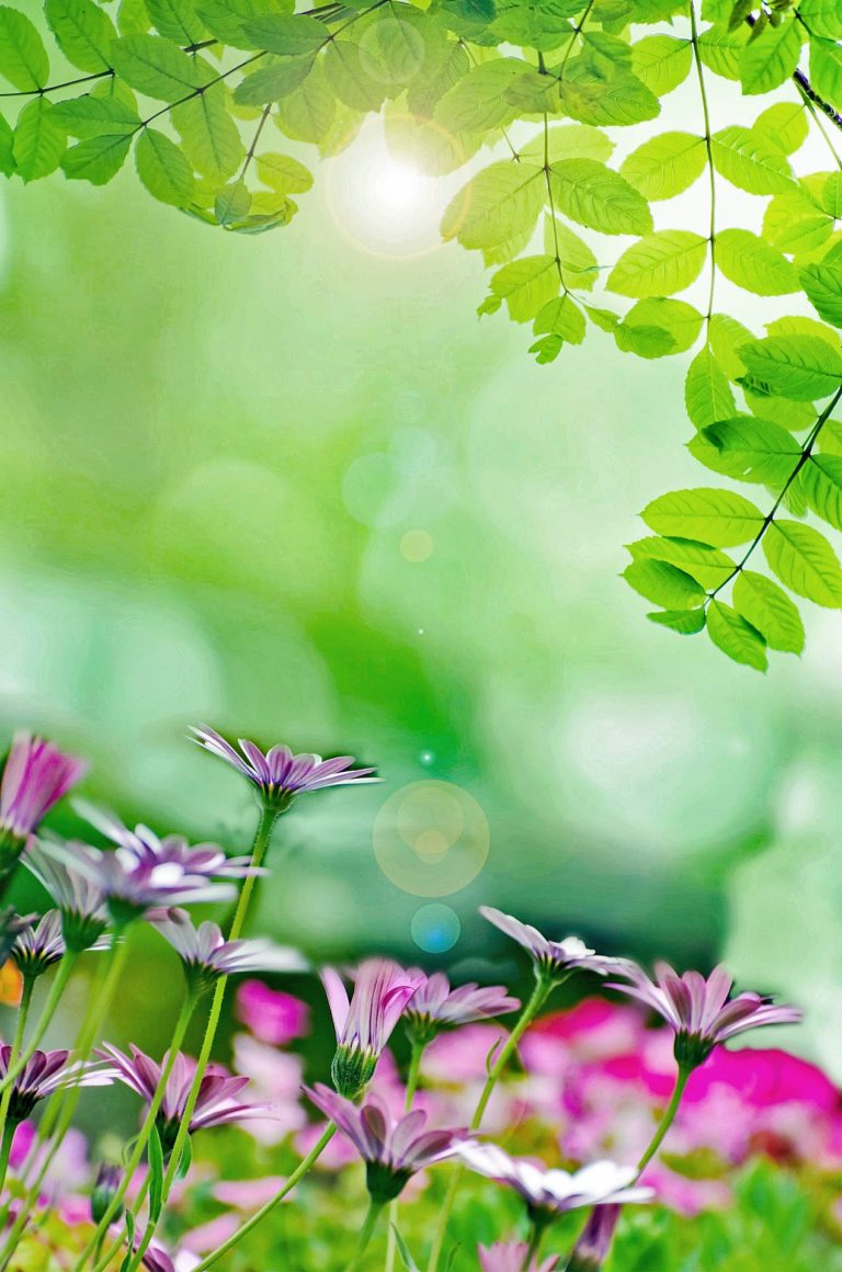 Violet flowers and pale green leaves reaching for rays of sunshine