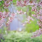 Pale pink apple blossoms against a grove of pale green tree leaves