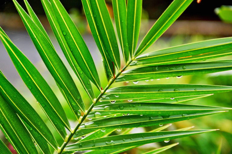 Palm frond glistening with drops of water