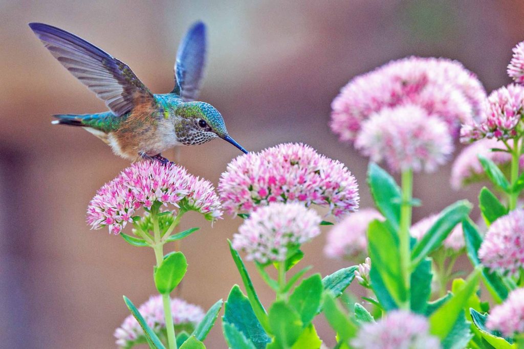 Hummingbird with pink flowers