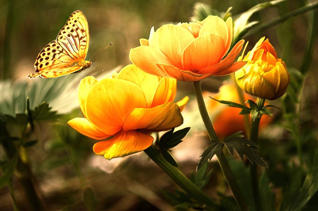 Yellow butterfly and flowers