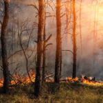 Trees and grass burning in a forest fire