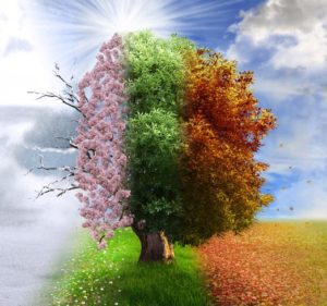 Colourful tree depicting all four seasons of the year