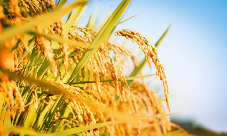 Grain ripening in the sun against a bright blue sky