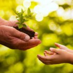 Portrait of adult hands passing a flower to the hands of a child