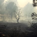 Fire-scorched landscape surrounding a burnt out tree