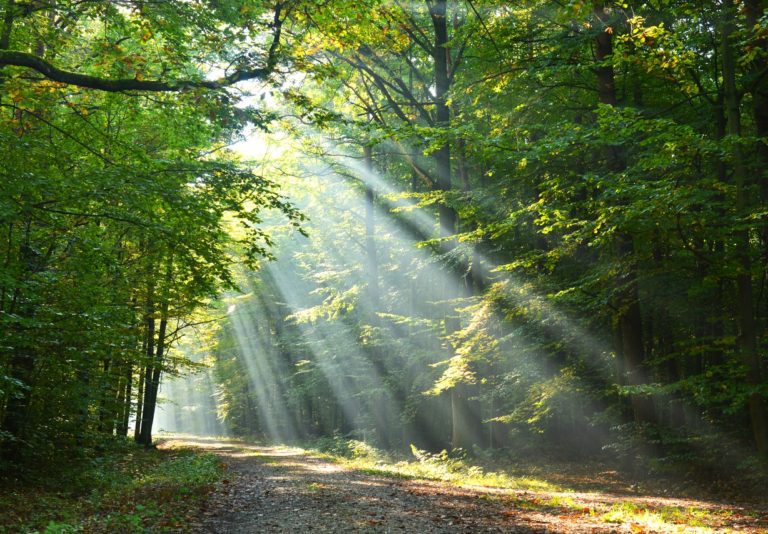 Rays of sunshine filtering thru the green trees of a forest path