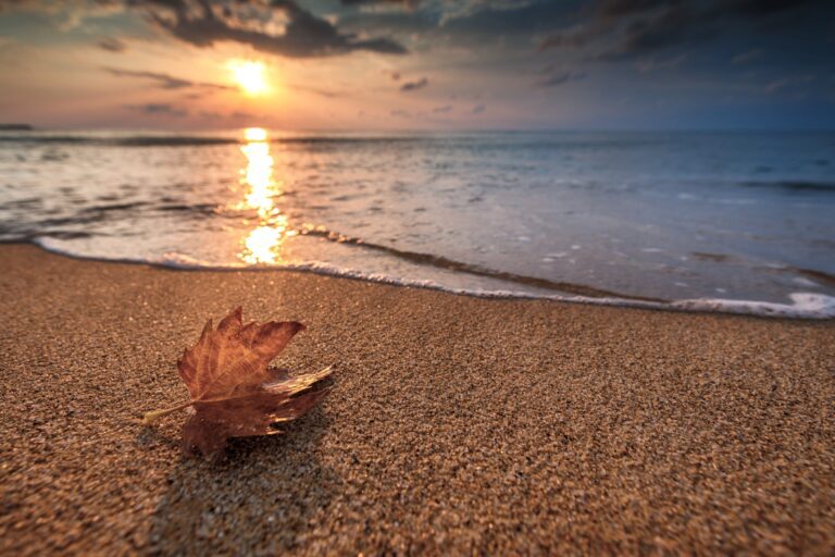 A single autumn-coloured leaf lying the beach where the water reflects the sunset