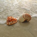 Two shells on the beach