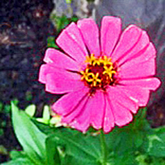 Pink Cosmo flower in sunlit garden