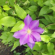 Violet star flower nestled amid a bed of green foliage